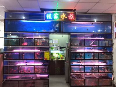 祥龍水族館品牌影響力（如何進一步提升祥龍水族館的品牌影響力）
