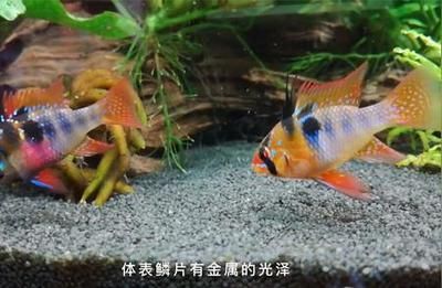元寶鳳凰魚養殖密度標準：元寶鳳凰魚養殖密度應該控制在每平方米不超過一定數量的魚