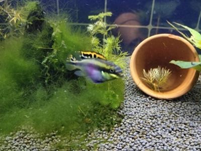 元寶鳳凰魚養殖密度標準：元寶鳳凰魚養殖密度應該控制在每平方米不超過一定數量的魚