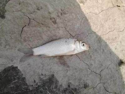 白魚刺多嗎（白鰱魚和其他一些淡水魚類的刺數(shù)量相對較多）
