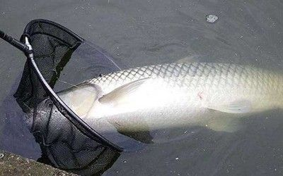 白魚刺多嗎（白鰱魚和其他一些淡水魚類的刺數量相對較多） 白魚刺多嗎（白鰱魚和其他一些淡水魚類的刺數量相對較多） 錦鯉魚百科 第4張