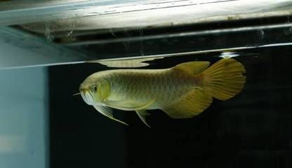 龍魚老頭魚怎么分辨，如何判斷龍魚的年齡？