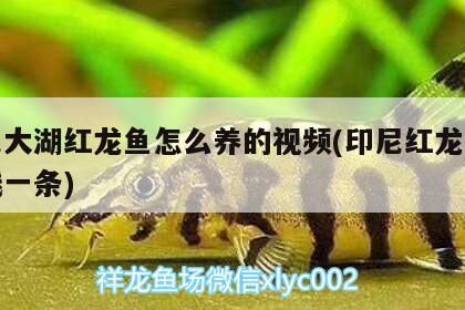 印尼大湖紅龍魚怎么養的視頻(印尼紅龍魚多少錢一條)