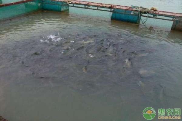 金老虎魚養殖成本分析，金老虎魚養殖成本分析摘要：金老虎魚養殖成本分析