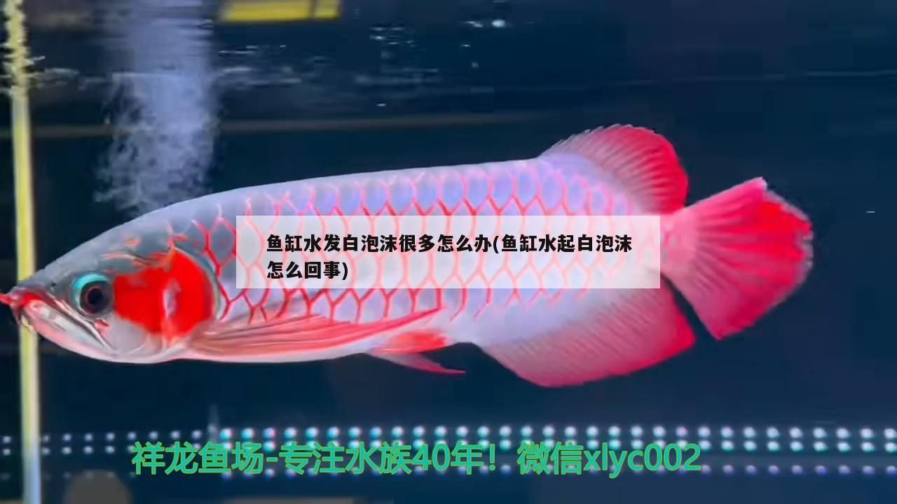 魚缸水發白泡沫很多怎么辦(魚缸水起白泡沫怎么回事)
