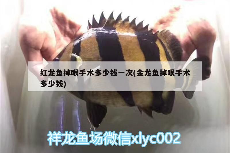 紅龍魚掉眼手術(shù)多少錢一次(金龍魚掉眼手術(shù)多少錢)