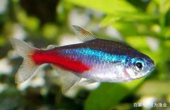 魚缸的水為什么會變黃，如何控制魚缸光照和溫度的方法