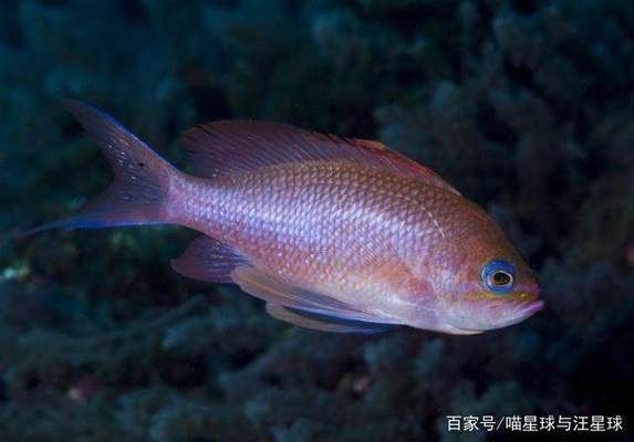 如何判斷黃金貓魚性別（如何判斷黃金貓魚的性別）