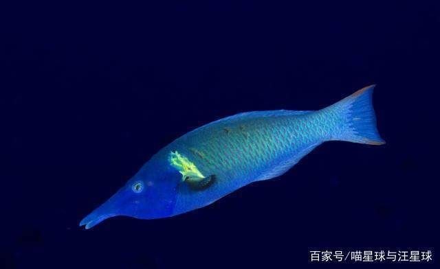 如何判斷黃金貓魚性別（如何判斷黃金貓魚的性別）