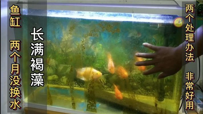 龍魚缸藻類怎么除，如何有效地去除龍魚缸藻類