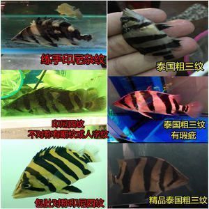 三紋虎魚水質檢測頻率，三紋虎魚水質檢測頻率的詳細信息