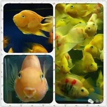印尼小紅龍魚價格表圖片及價格圖片(印尼大湖紅龍魚)