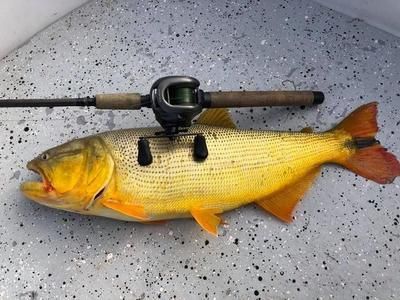 如何判斷黃金河虎魚過度活躍，判斷黃金河虎魚是否過度活躍可能導(dǎo)致其健康問題 如何判斷黃金河虎魚過度活躍，判斷黃金河虎魚是否過度活躍可能導(dǎo)致其健康問題 虎魚百科 第5張