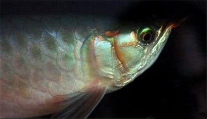 龍魚掉眼影響價值嗎