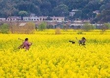 豬鼻龜家養犯法嗎：中國養豬鼻龜犯法嗎，家養豬鼻龜犯法嗎，養豬鼻龜犯法嗎