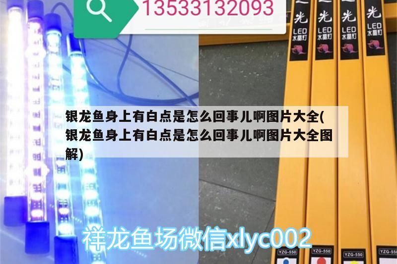 銀龍魚身上有白點是怎么回事兒啊圖片大全(銀龍魚身上有白點是怎么回事兒啊圖片大全圖解)