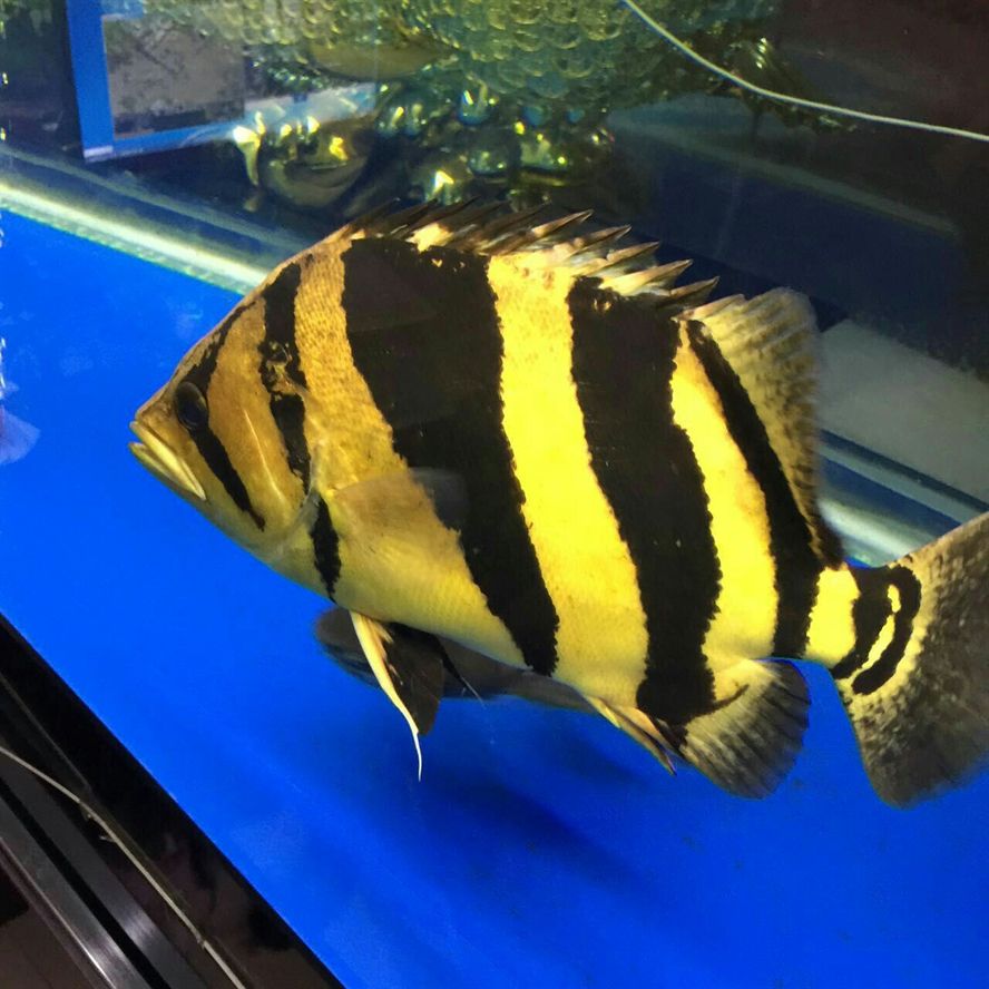 虎魚黑紋不黑：虎魚黑紋不黑的原因