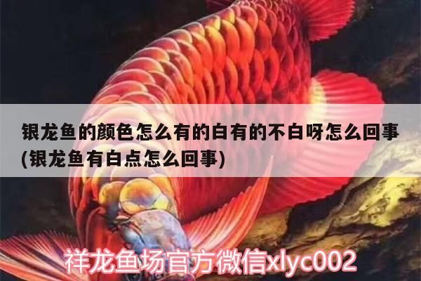 銀龍魚的顏色怎么有的白有的不白呀怎么回事(銀龍魚有白點(diǎn)怎么回事)