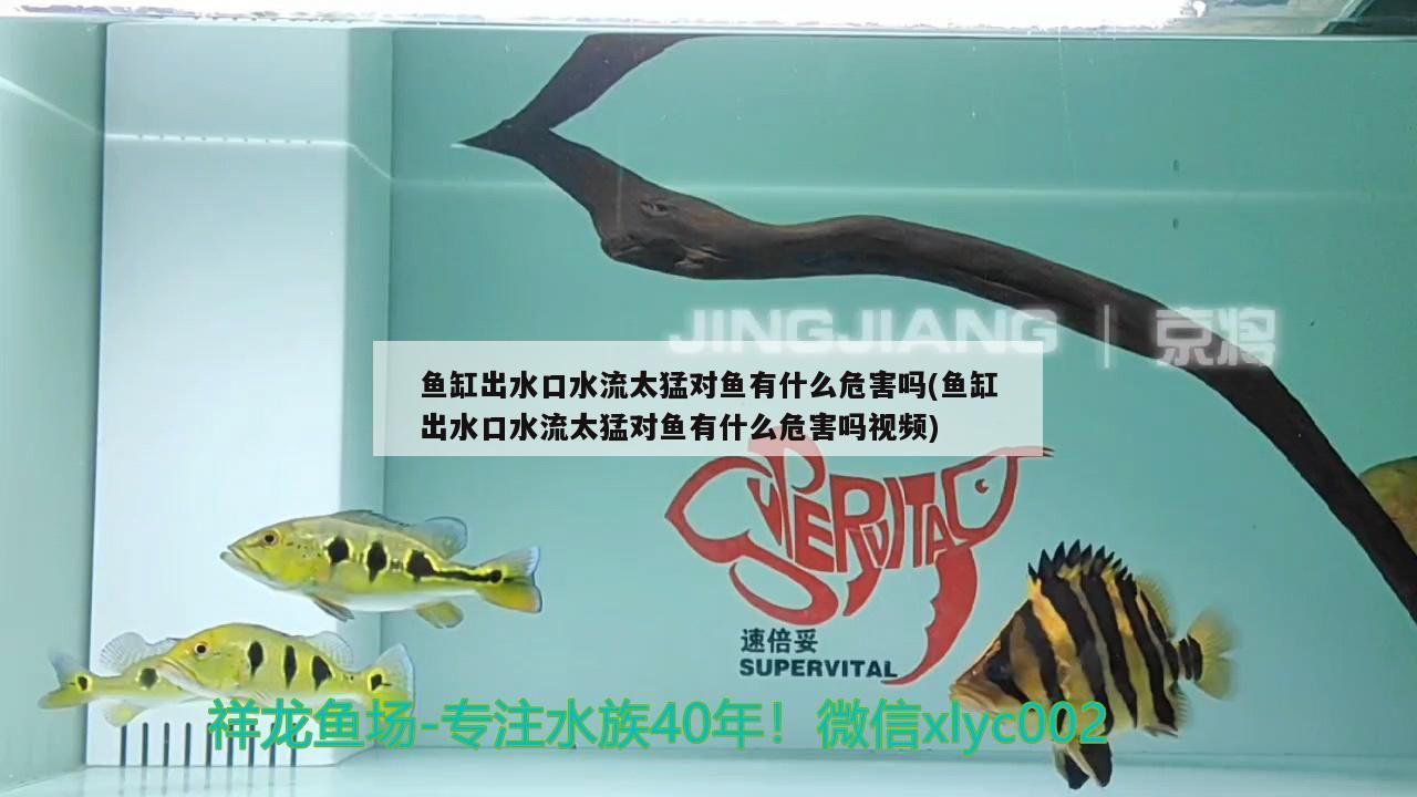 魚缸售后電話(魚缸售后電話是多少)