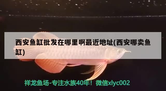 西安魚缸批發在哪里啊最近地址(西安哪賣魚缸)