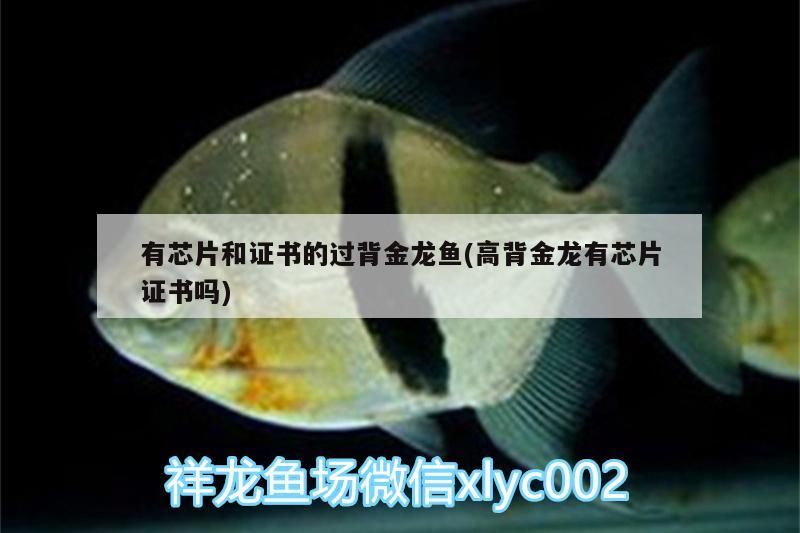 有芯片和證書的過背金龍魚(高背金龍有芯片證書嗎)
