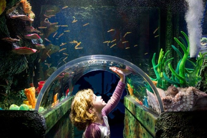 水族館觸摸池互動效果評估（水族館觸摸池互動效果的評估）