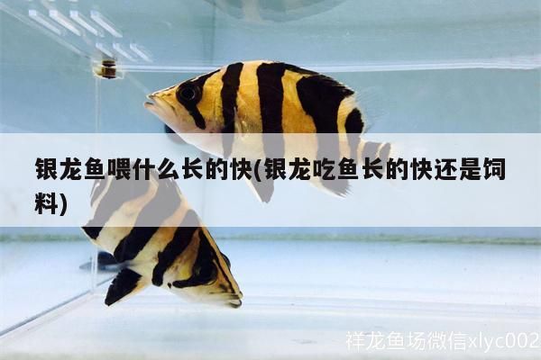 銀龍魚喂什么長的快(銀龍吃魚長的快還是飼料)