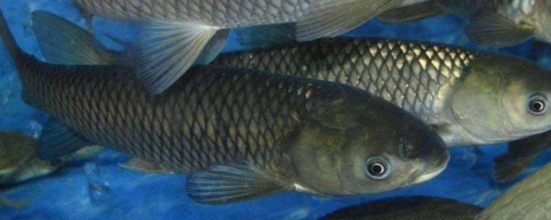 細線銀板魚苗混養水質監控，細線銀板魚苗混養疾病預防
