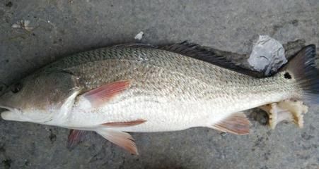 30公分虎魚一天吃多少：30公分虎魚一天吃多少， 30公分虎魚一天吃多少：30公分虎魚一天吃多少， 虎魚百科 第4張