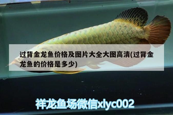 過(guò)背金龍魚價(jià)格及圖片大全大圖高清(過(guò)背金龍魚的價(jià)格是多少)