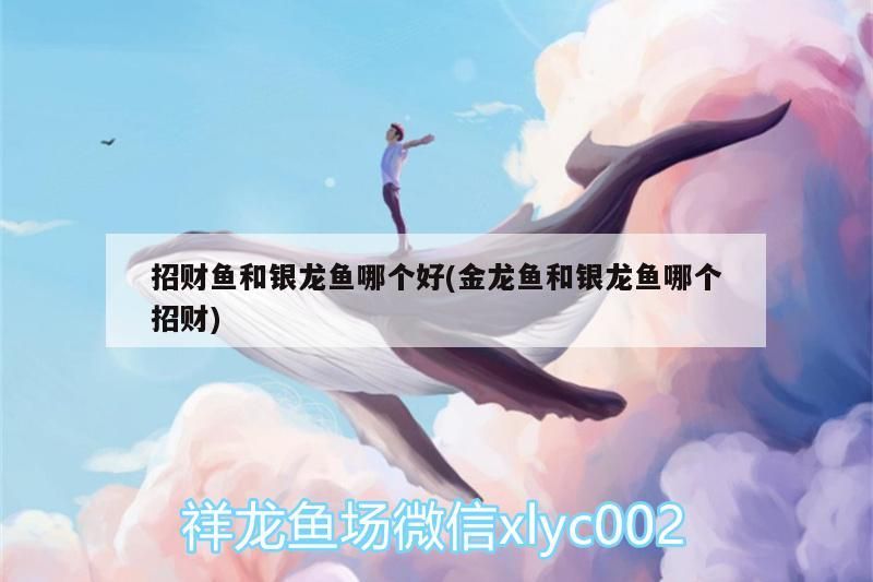 招財魚和銀龍魚哪個好(金龍魚和銀龍魚哪個招財) 銀龍魚百科 第3張 招財魚和銀龍魚哪個好(金龍魚和銀龍魚哪個招財) 招財魚和銀龍魚哪個好(金龍魚和銀龍魚哪個招財) 銀龍魚百科 第3張