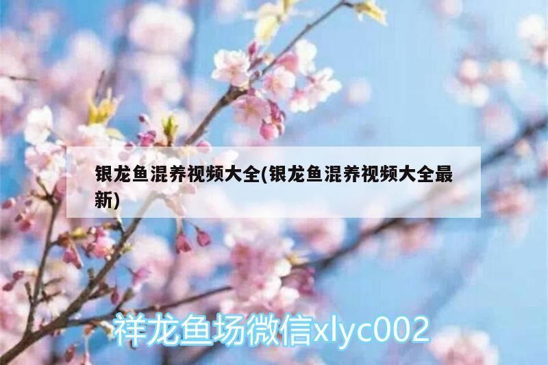 銀龍魚混養視頻大全(銀龍魚混養視頻大全最新) 銀龍魚百科 第3張 銀龍魚混養視頻大全(銀龍魚混養視頻大全最新) 銀龍魚混養視頻大全(銀龍魚混養視頻大全最新) 銀龍魚百科 第3張