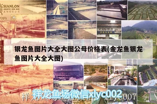 銀龍魚圖片大全大圖公母價(jià)格表(金龍魚銀龍魚圖片大全大圖) 銀龍魚圖片大全大圖公母價(jià)格表(金龍魚銀龍魚圖片大全大圖) 銀龍魚百科 第3張