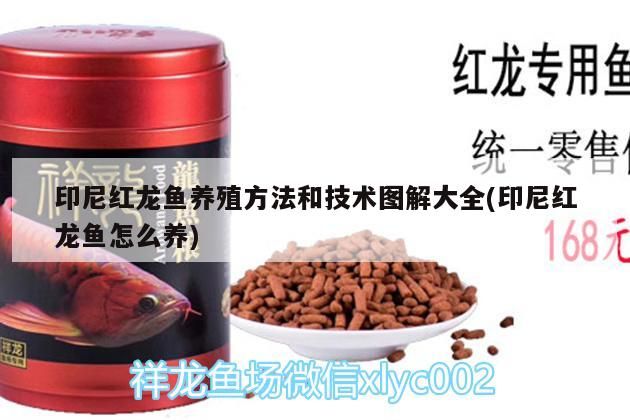 印尼紅龍魚養(yǎng)殖方法和技術(shù)圖解大全(印尼紅龍魚怎么養(yǎng)) 印尼紅龍魚養(yǎng)殖方法和技術(shù)圖解大全(印尼紅龍魚怎么養(yǎng)) 紅龍魚百科 第3張