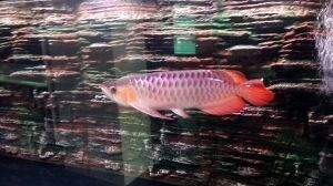金龍魚是熱帶魚還是冷帶魚(金魚是淡水魚還是熱帶魚)
