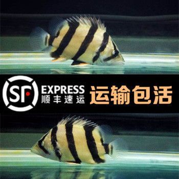 三紋虎魚飼料品牌推薦，三紋虎魚飼料品牌推薦：三紋虎魚的飼料品牌推薦