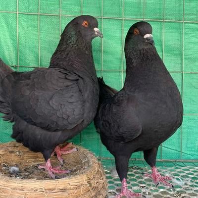 元寶鳳凰怎么發色好看一點圖片視頻：元寶鳳凰怎么發色