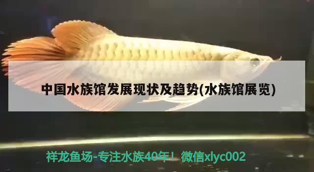 水族館隧道的未來發(fā)展趨勢（水族館隧道發(fā)展趨勢）