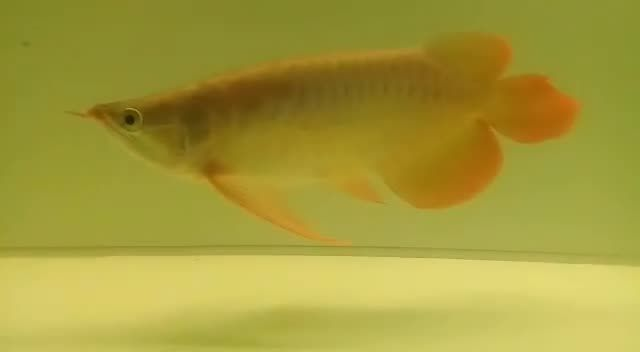 大湖紅龍魚與普通紅龍的區別在哪里：大湖紅龍魚與普通紅龍魚的區別