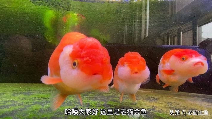 銀龍魚(yú)配魚(yú)什么既好看又好養(yǎng)(養(yǎng)銀龍魚(yú)養(yǎng)幾條最好配什么魚(yú))