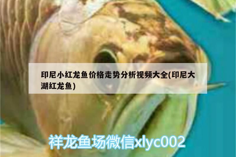 印尼小紅龍魚價格走勢分析視頻大全(印尼大湖紅龍魚)