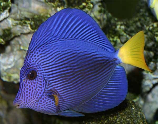 你家的魚會睡覺嗎？ 你家的魚會睡覺嗎？ 黃金貓魚百科 第3張