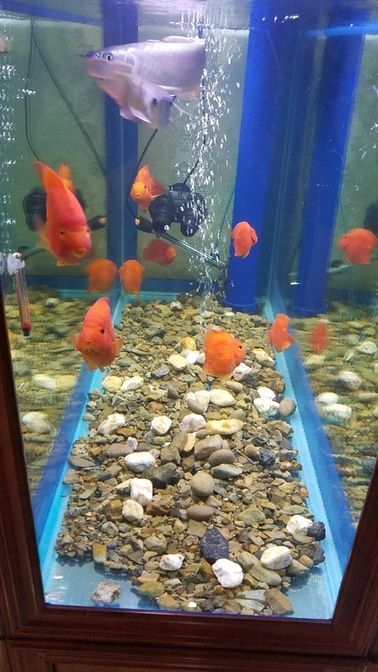 新人報道龍魚圈 新人報道龍魚圈 錦鯉魚百科 第3張