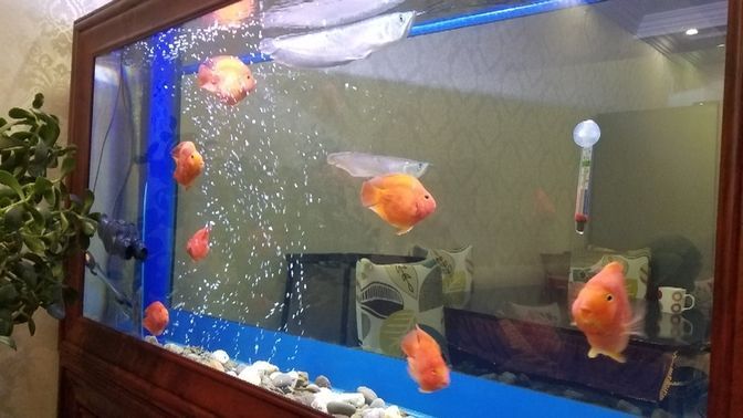 新人報道龍魚圈 新人報道龍魚圈 錦鯉魚百科 第4張