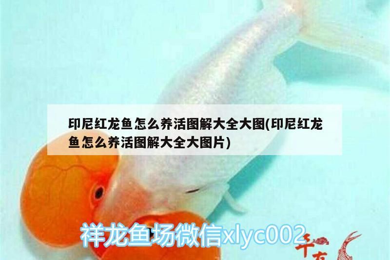 印尼紅龍魚怎么養活圖解大全大圖(印尼紅龍魚怎么養活圖解大全大圖片)