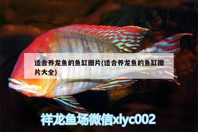 適合養龍魚的魚缸圖片(適合養龍魚的魚缸圖片大全) 適合養龍魚的魚缸圖片(適合養龍魚的魚缸圖片大全) 金龍魚百科 第3張