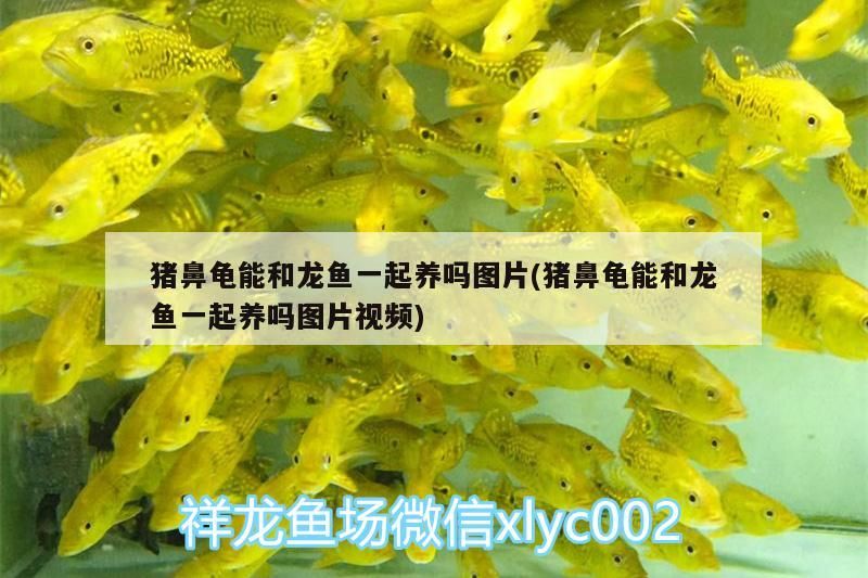 豬鼻龜能和龍魚一起養嗎圖片(豬鼻龜能和龍魚一起養嗎圖片視頻) 豬鼻龜能和龍魚一起養嗎圖片(豬鼻龜能和龍魚一起養嗎圖片視頻) 豬鼻龜百科 第3張