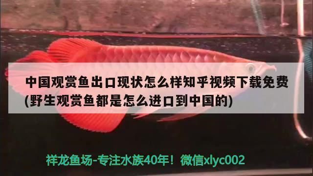 魚缸會議是什么（魚缸會議總結(jié)）
