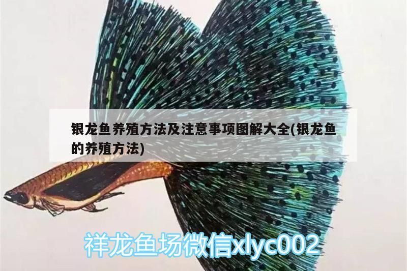 銀龍魚養殖方法及注意事項圖解大全(銀龍魚的養殖方法) 銀龍魚百科 第3張 銀龍魚養殖方法及注意事項圖解大全(銀龍魚的養殖方法) 銀龍魚養殖方法及注意事項圖解大全(銀龍魚的養殖方法) 銀龍魚百科 第3張