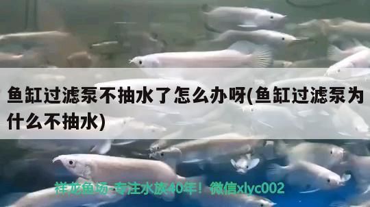 魚缸過濾泵不抽水了怎么辦呀(魚缸過濾泵為什么不抽水) 魚缸過濾泵不抽水了怎么辦呀(魚缸過濾泵為什么不抽水) 元寶鳳凰魚百科 第3張